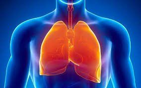 sistema respiratorio